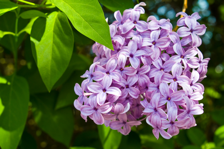 edmonton-shrub-pruning