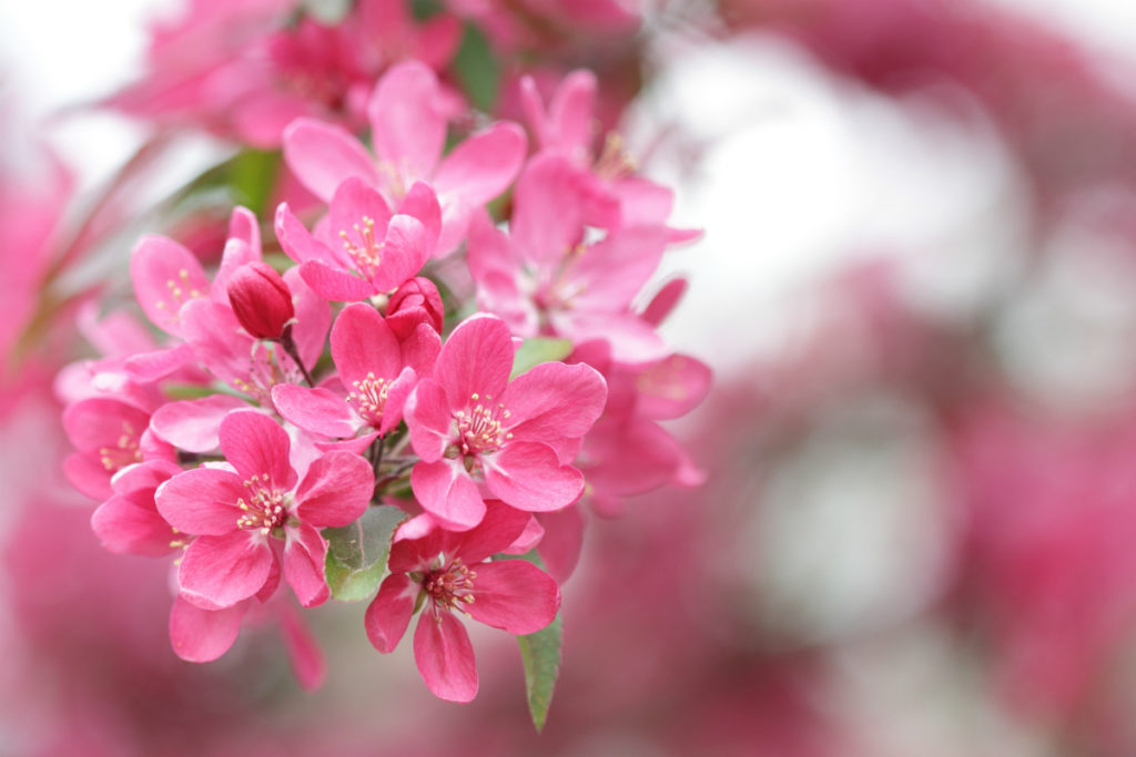 edmonton-tree-pruning