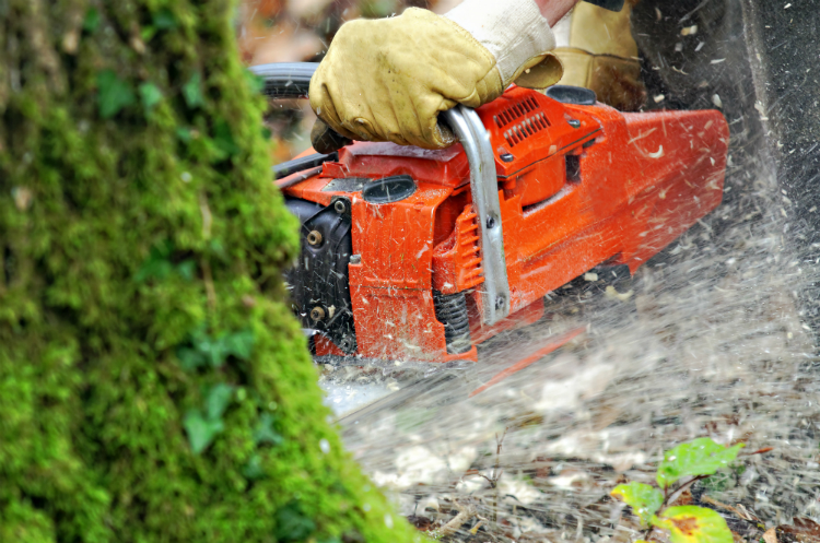 edmonton-tree-removal