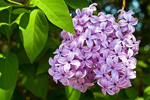 Shrub Pruning