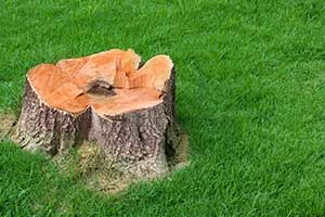 Stump Removal